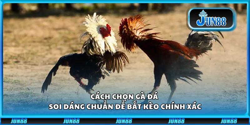 Cách chọn gà đá – Soi dáng chuẩn để bắt kèo chính xác