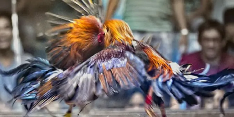 Tìm hiểu đá gà hàng xáo và cách thức hoạt động