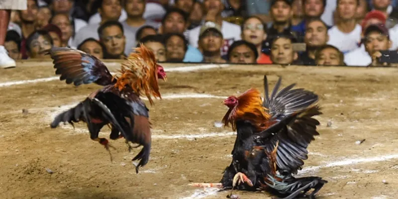 Nhận định và lựa chọn gà chiến đá hàng xáo