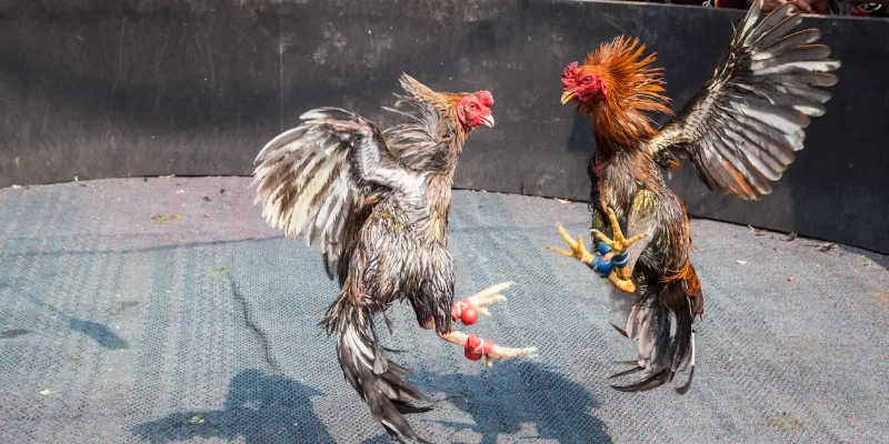 Gà chọi huyền thoại là thế nào?