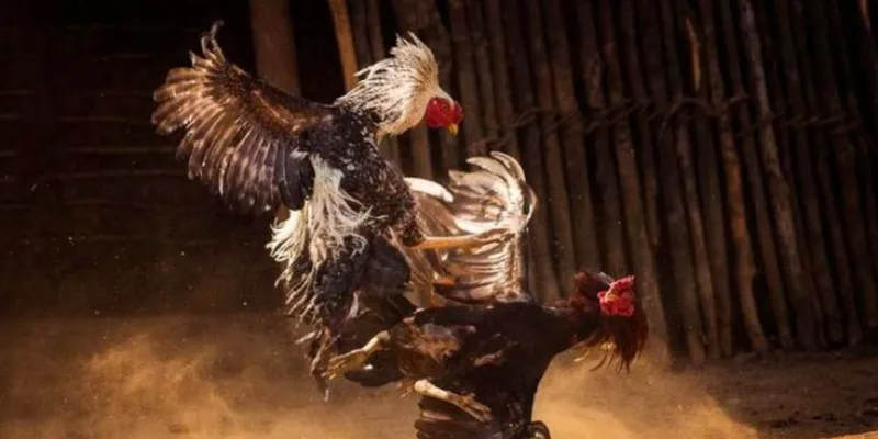 Các đặc tính nổi bật của gà chọi huyền thoại