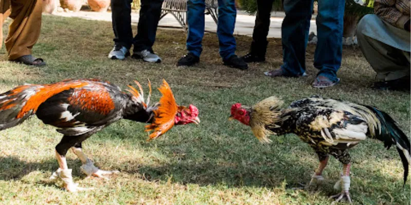 Những bí mật giúp tạo ra gà chọi huyền thoại bất bại là gì?