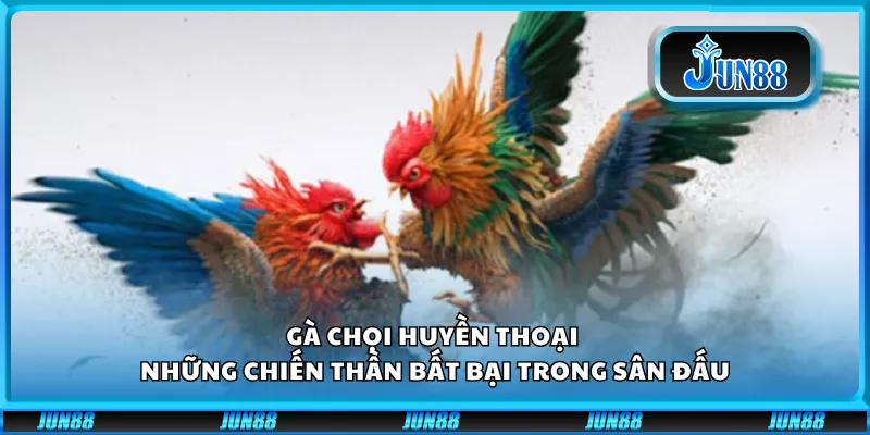 Gà chọi huyền thoại – Những chiến thần bất bại trong sân đấu